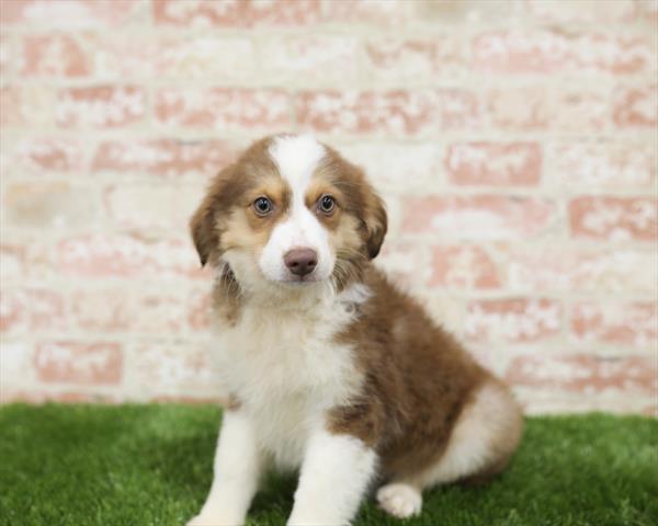 Australian Shepherd-DOG-Male-Red-5423-Petland Monroeville, PA