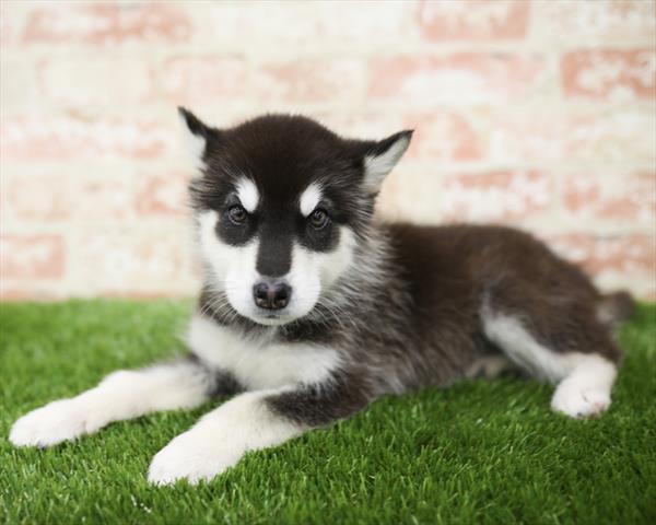 Alaskan Malamute-DOG-Female-Black / White-5424-Petland Monroeville, PA