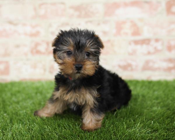 Yorkie-DOG-Male-Black / Tan-5425-Petland Monroeville, PA