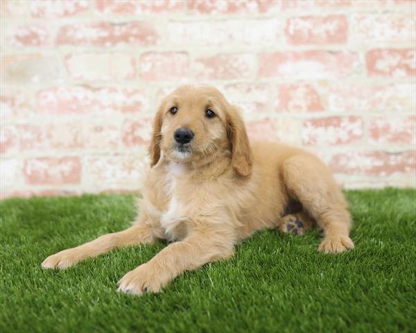 Goldendoodle-DOG-Male-Red-5426-Petland Monroeville, PA