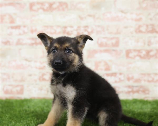 German Shepherd-DOG-Female-Black / Tan-5427-Petland Monroeville, PA