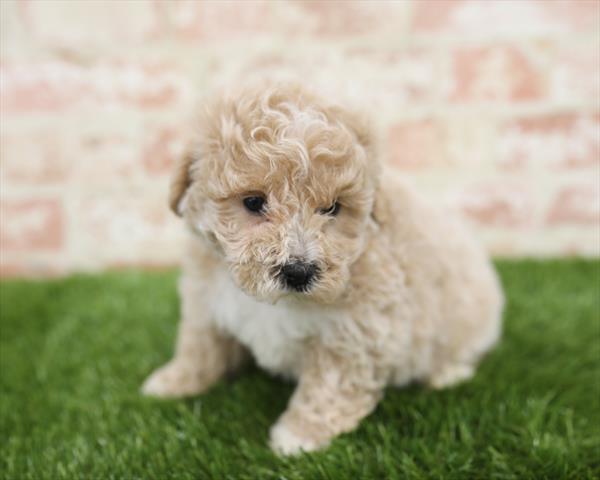 Bichon- Poo-DOG-Female-Apricot-5428-Petland Monroeville, PA