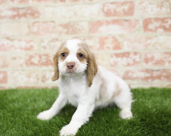 Cocker Spaniel-DOG-Male-Buff / White-5431-Petland Monroeville, PA