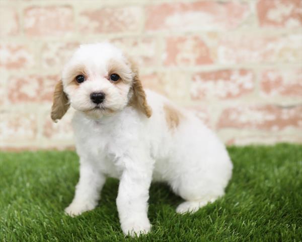Poodle-DOG-Female-Apricot-5432-Petland Monroeville, PA