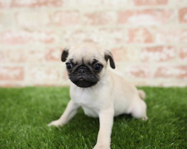 Pug-DOG-Male-Fawn-5433-Petland Monroeville, PA