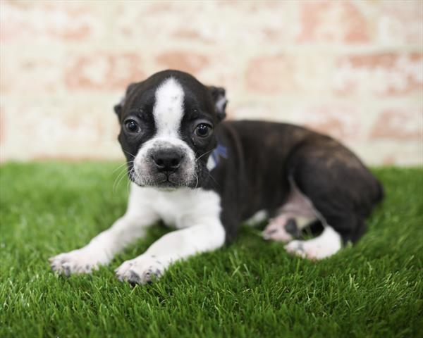 Boston Terrier-DOG-Male-Brindle / White-5434-Petland Monroeville, PA