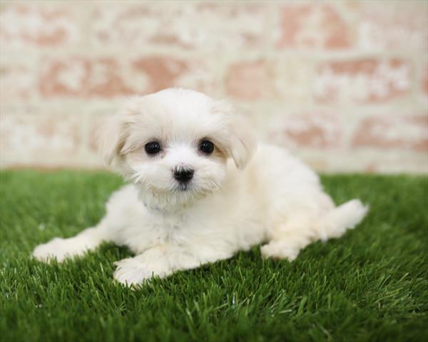 Maltese-DOG-Male-White-5435-Petland Monroeville, PA