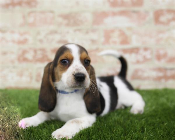 Basset Hound-DOG-Female-Tri-Colored-5437-Petland Monroeville, PA