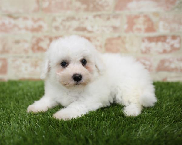 Bichon-DOG-Male-White-5438-Petland Monroeville, PA