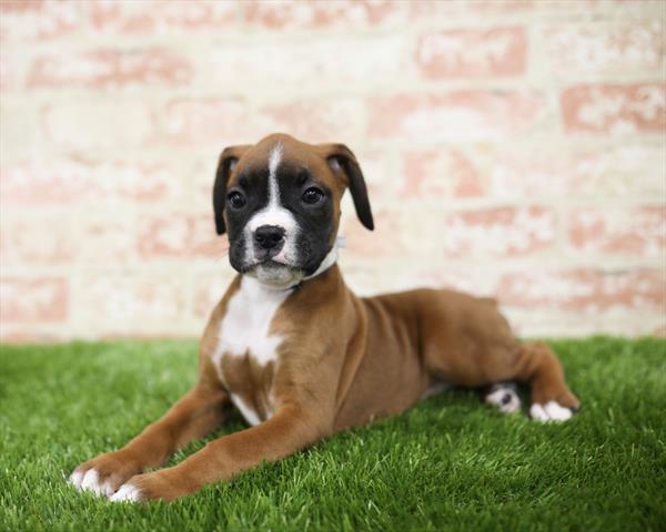 Boxer-DOG-Female-Fawn-5439-Petland Monroeville, PA