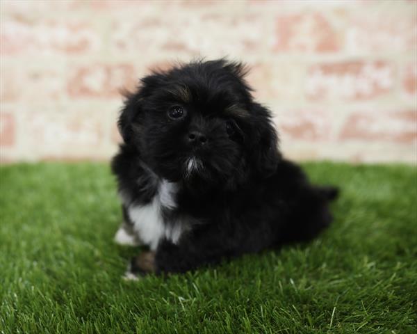 Shih Tzu-DOG-Male-Black-5440-Petland Monroeville, PA