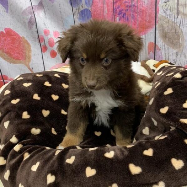 Miniature Australian Shepherd-DOG-Male-Red-5464-Petland Monroeville, PA