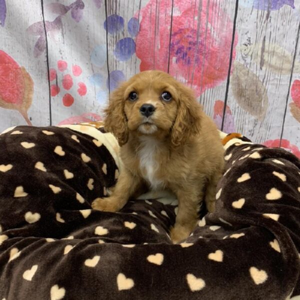 Cockalier-DOG-Female-Red-5463-Petland Monroeville, PA