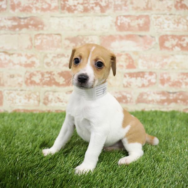 Jack Russell Terrier-DOG-Male-White-5465-Petland Monroeville, PA