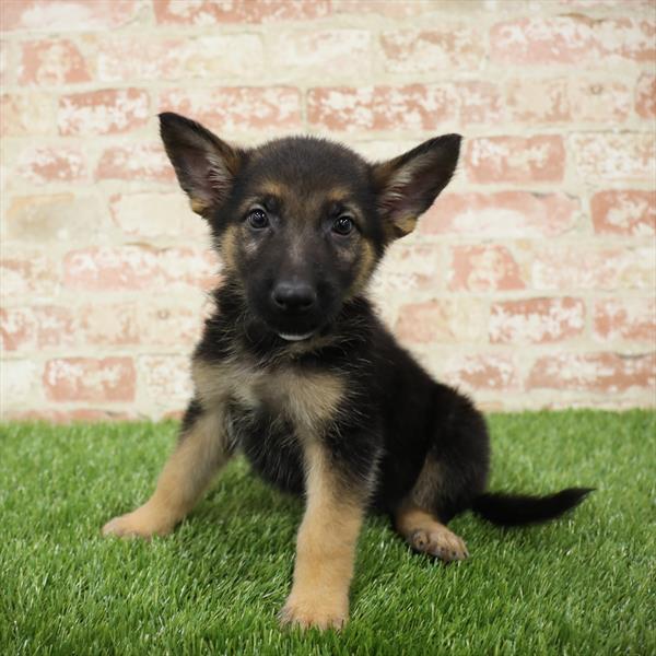 German Shepherd-DOG-Male-Black / Tan-5466-Petland Monroeville, PA