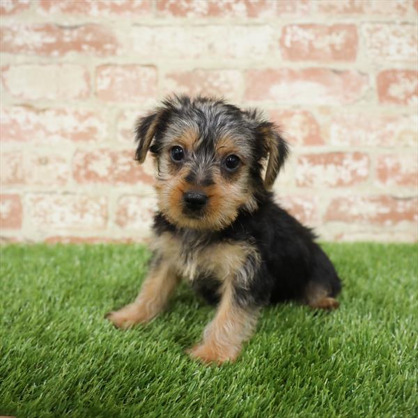 Yorkie-DOG-Male-Black / Tan-5467-Petland Monroeville, PA