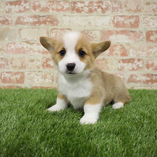 Pembroke Welsh Corgi-DOG-Male-Sable-5468-Petland Monroeville, PA
