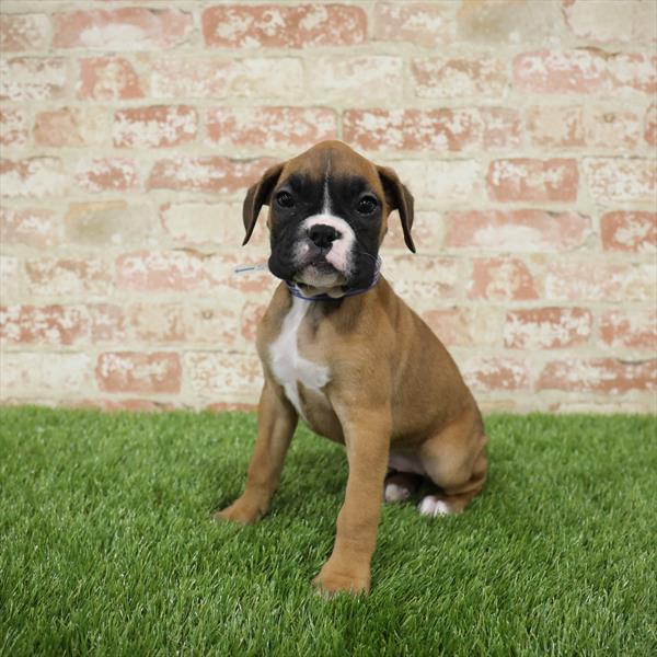 Boxer-DOG-Female-Fawn-5469-Petland Monroeville, PA