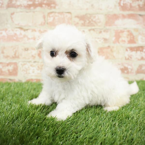 Bichon-DOG-Female-White-5470-Petland Monroeville, PA