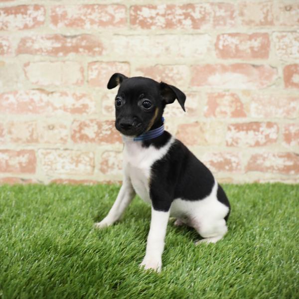 Toy Fox Terrier-DOG-Male-Tri-Colored-5471-Petland Monroeville, PA