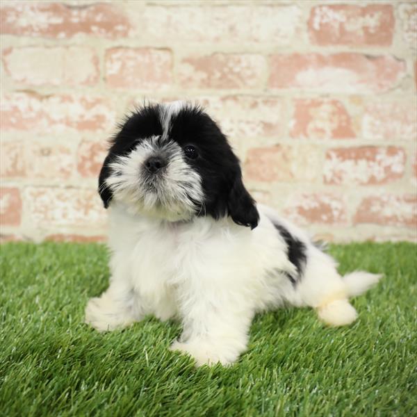 Shih Tzu-DOG-Male-Black / White-5472-Petland Monroeville, PA