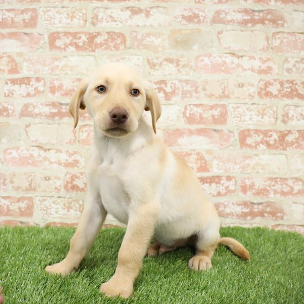 Labrador Retriever-DOG-Male-Red-5473-Petland Monroeville, PA