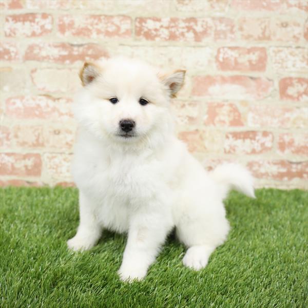 Shiba Inu-DOG-Female-Cream-5474-Petland Monroeville, PA