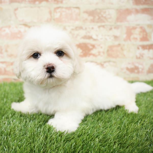 ShizaPoo-DOG-Male-Cream-5475-Petland Monroeville, PA