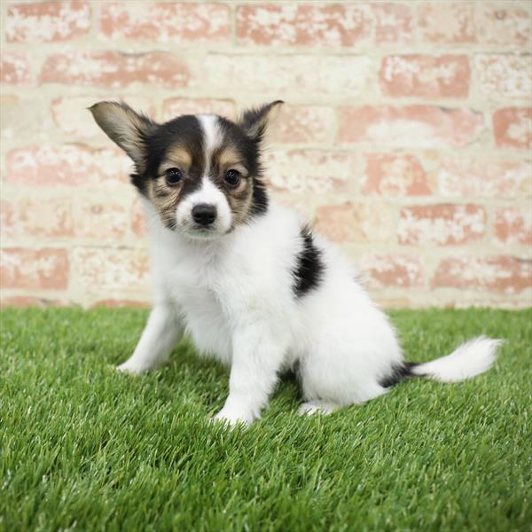 Papillon-DOG-Female-White / Sable-5476-Petland Monroeville, PA
