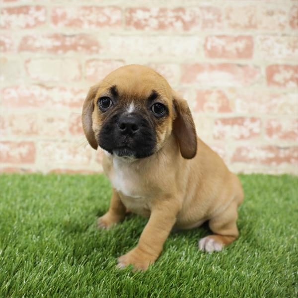 Puggle-DOG-Male-Fawn-5477-Petland Monroeville, PA