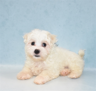 Maltese-DOG-Male-White-5497-Petland Monroeville, PA