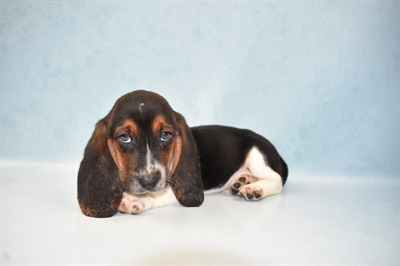 Basset Hound-DOG-Male-Black White and Tan-5498-Petland Monroeville, PA