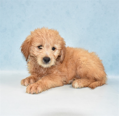 Mini Goldendoodle-DOG-Male-Golden-5499-Petland Monroeville, PA