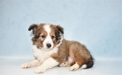 Sheltie-DOG-Female-Sable and White-5500-Petland Monroeville, PA
