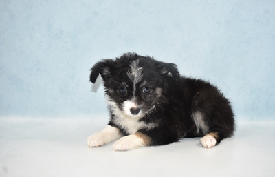 Miniature Australian Shepherd-DOG-Female-Black White and Brown-5501-Petland Monroeville, PA