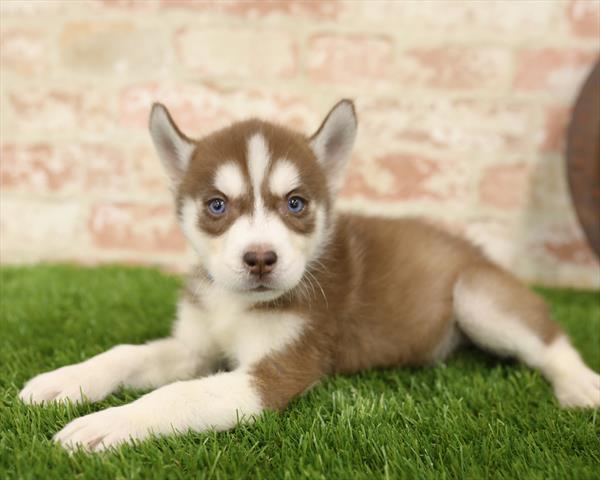 Siberian Husky-DOG-Female-Red / White-5502-Petland Monroeville, PA