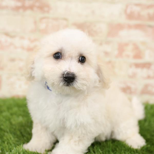Bichon- Poo-DOG-Male-Cream-5504-Petland Monroeville, PA