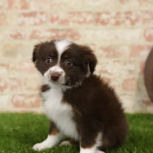 Miniature Australian Shepherd-DOG-Female-Red-5505-Petland Monroeville, PA