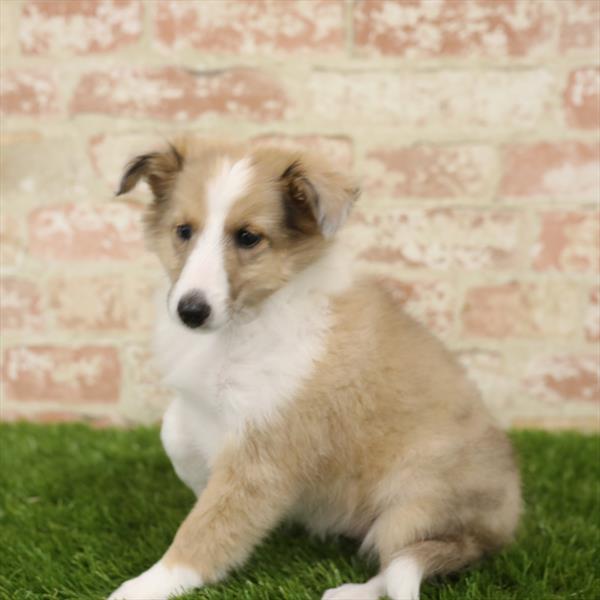 Sheltie-DOG-Female-Sable / White-5506-Petland Monroeville, PA