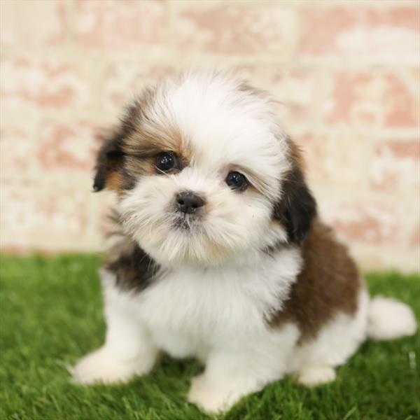 Shih Tzu-DOG-Female-Brindle / White-5507-Petland Monroeville, PA