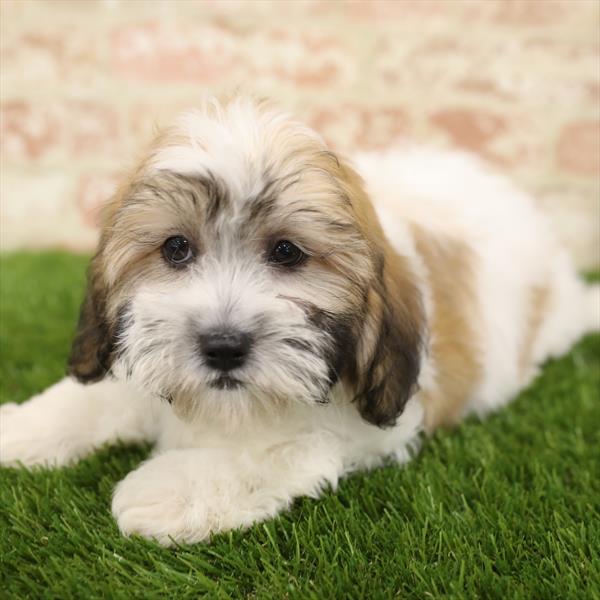 Teddy Bear-DOG-Male-Gold / White-5508-Petland Monroeville, PA