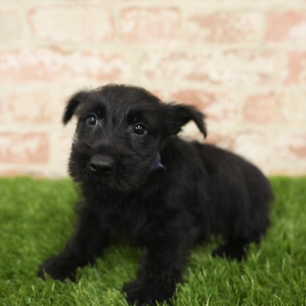 Scottish Terrier-DOG-Male-Black-5509-Petland Monroeville, PA