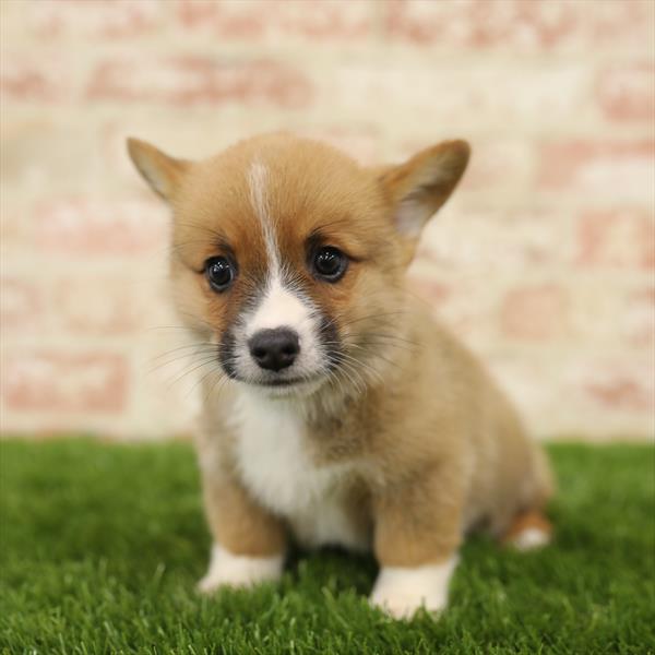 Pembroke Welsh Corgi-DOG-Male-Sable / White-5510-Petland Monroeville, PA