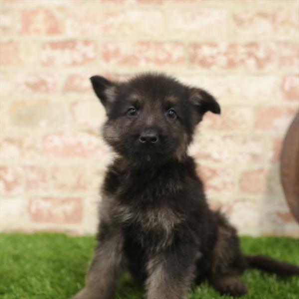 German Shepherd-DOG-Male-Black / Tan-5511-Petland Monroeville, PA