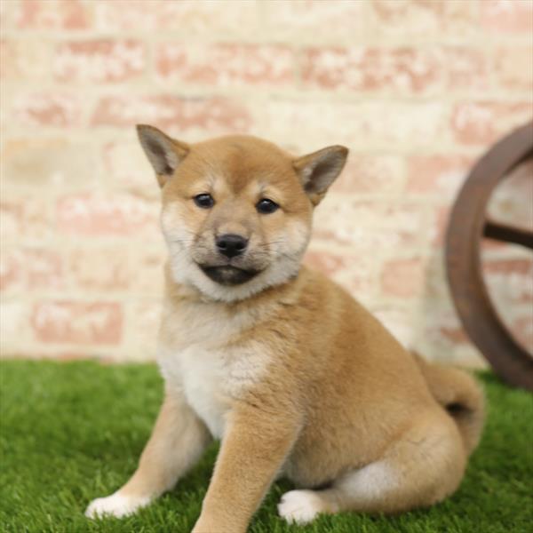 Shiba Inu-DOG-Female-Red-5512-Petland Monroeville, PA