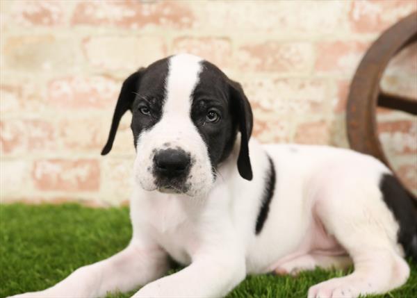 Great Dane-DOG-Male-Black-5513-Petland Monroeville, PA