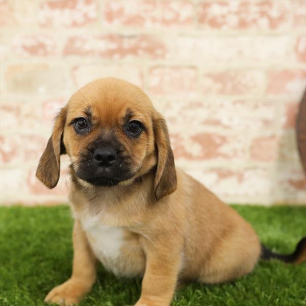 Puggle-DOG-Male-Fawn-5514-Petland Monroeville, PA