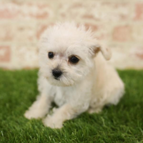 Morkie-DOG-Female-Cream-5515-Petland Monroeville, PA