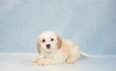 Lhasa-Poo-DOG-Male-Cream-5532-Petland Monroeville, PA