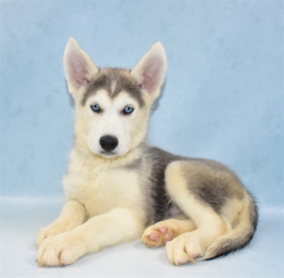 Siberian Husky-DOG-Male-Grey and White-5534-Petland Monroeville, PA
